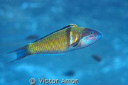 Rainbow by Victor Amor 
